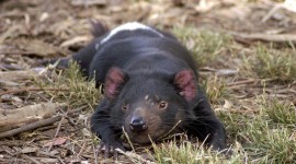 The Tasmanian Devil Photo#4