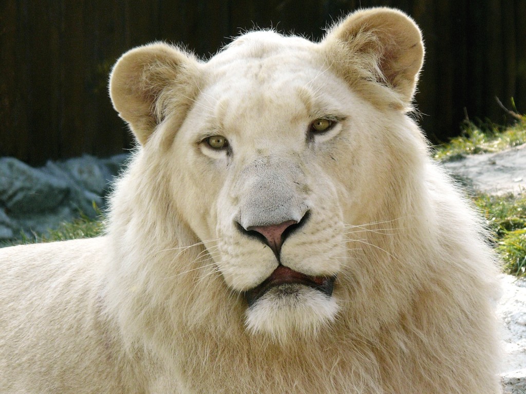 White Lion wallpapers HD