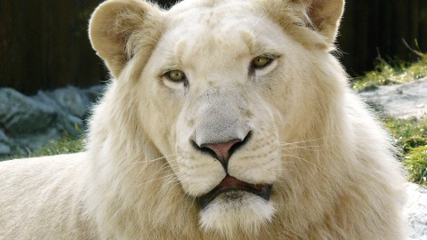 White Lion wallpapers high quality