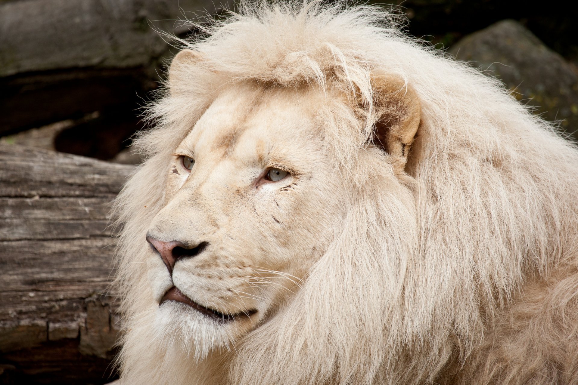 White Lion Wallpapers High Quality | Download Free