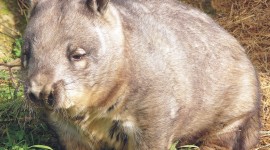 Wombat Desktop Wallpaper