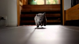 Wombat Wallpaper 1080p