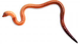 Worms Photo
