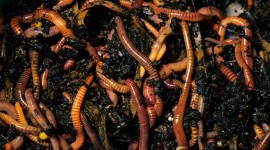 Worms Photo Download