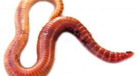 Worms Photo Free
