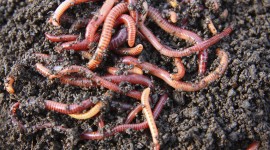 Worms Wallpaper Gallery