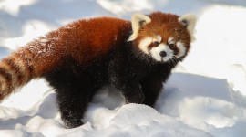 A Small Red Panda Image