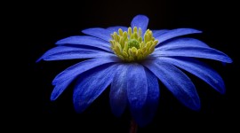 4K Blue Flowers Desktop Wallpaper