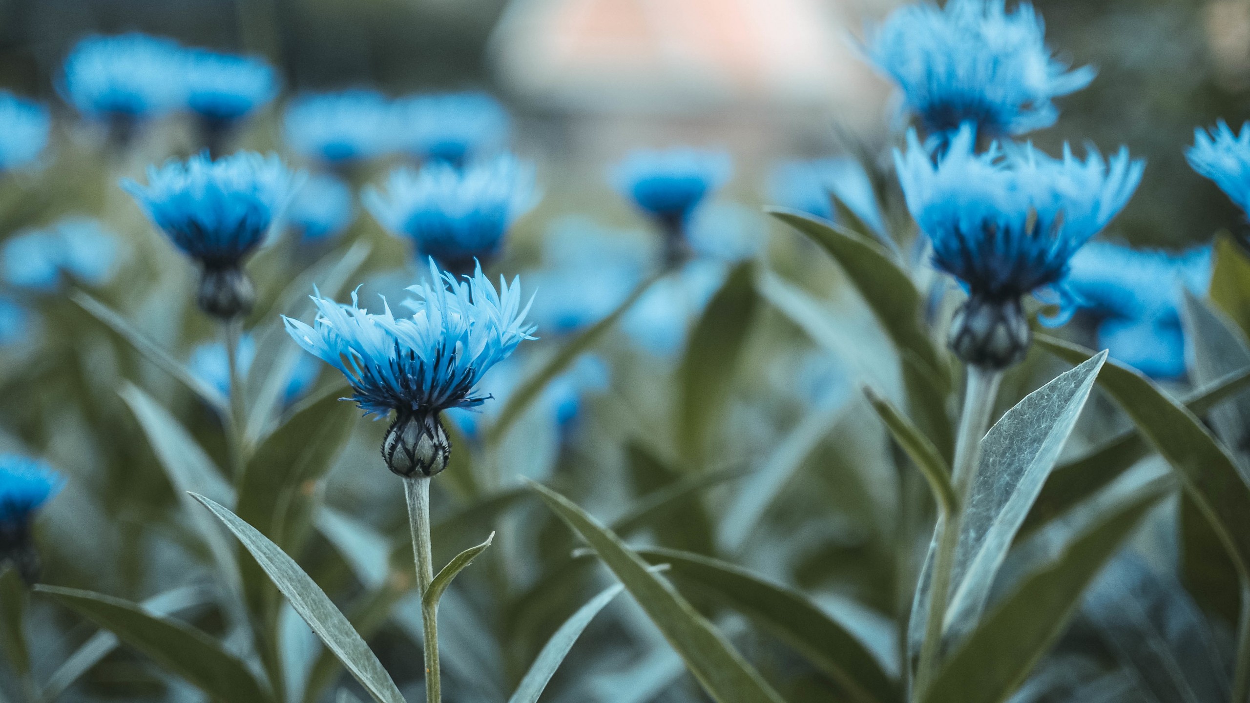 4K Blue Flowers Wallpapers High Quality | Download Free