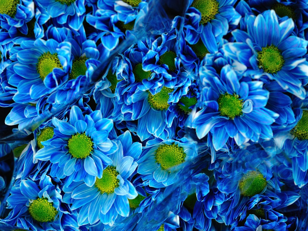 4K Blue Flowers Wallpapers High Quality | Download Free