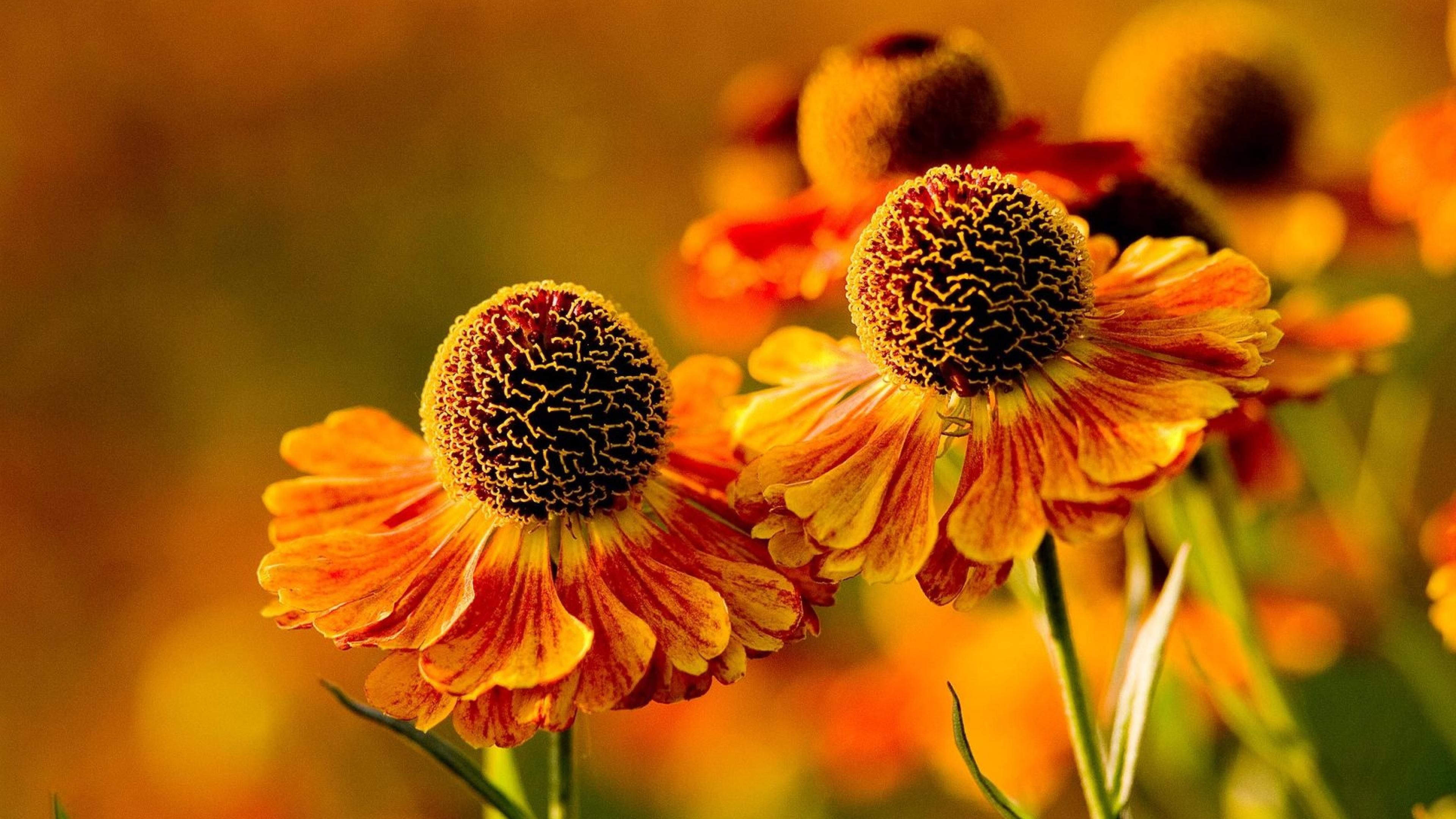 4K Orange Flowers Wallpapers High Quality | Download Free
