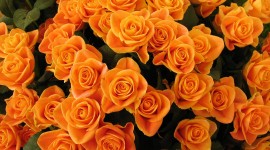 4K Orange Flowers Desktop Wallpaper HD