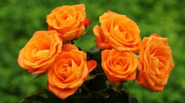 4K Orange Flowers Photo#1
