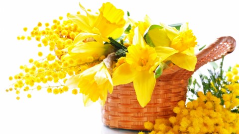 4K Yellow Flowers wallpapers high quality