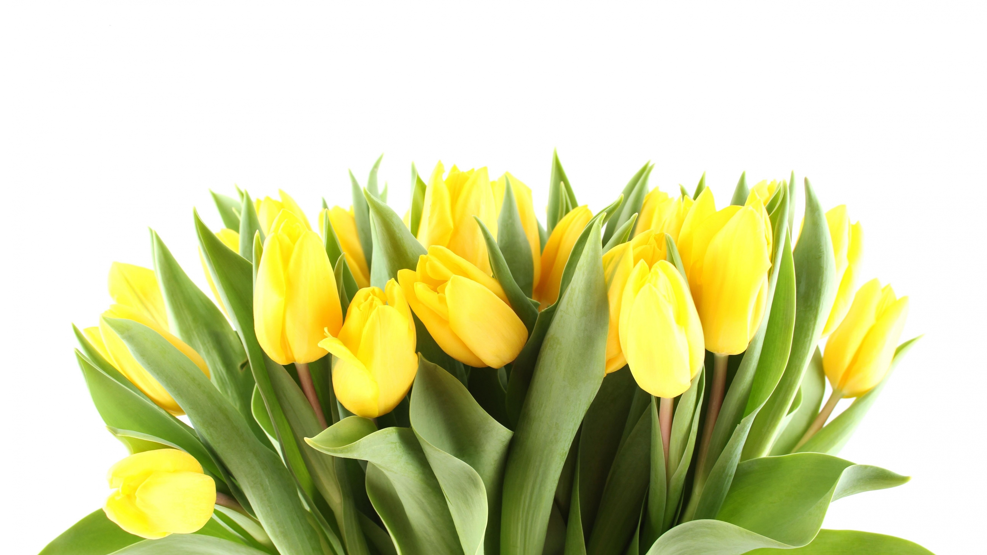 4K Yellow Flowers Wallpapers High Quality | Download Free