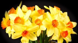4K Yellow Flowers Photo
