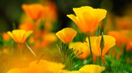 4K Yellow Flowers Wallpaper For PC