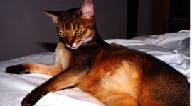 Abyssinian Cat Photo Free#3