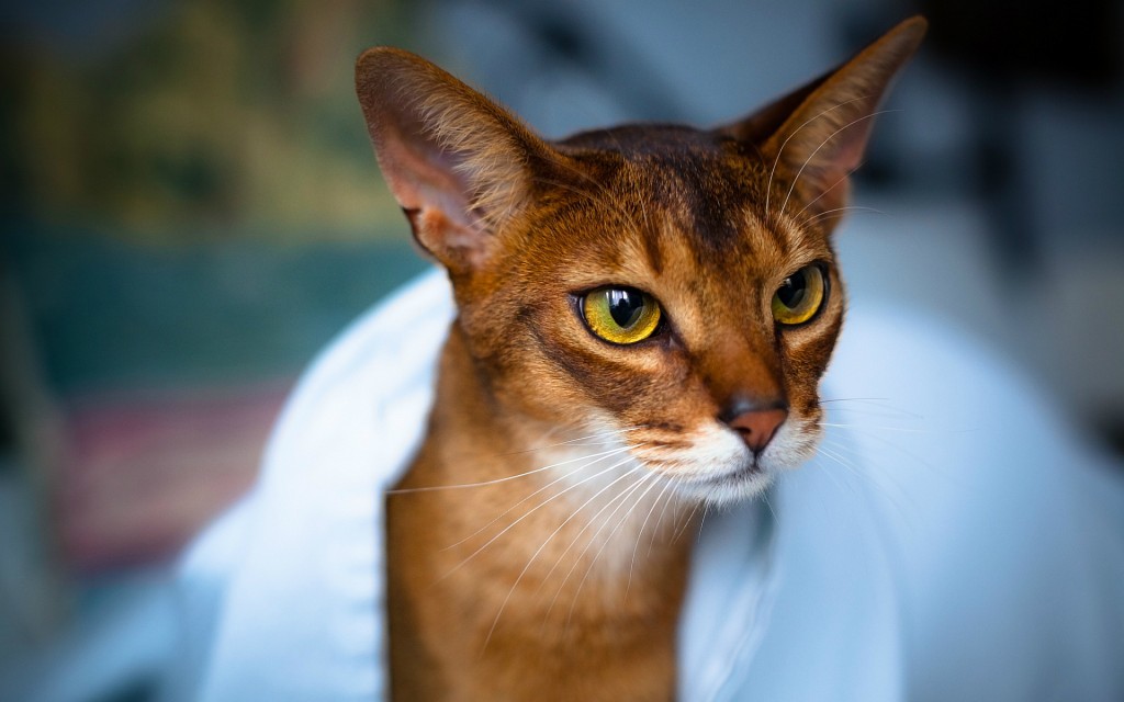 Abyssinian Cat wallpapers HD