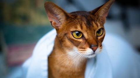 Abyssinian Cat wallpapers high quality