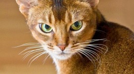 Abyssinian Сat Wallpaper For IPhone