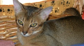 Abyssinian Сat Wallpaper For PC