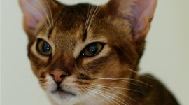 Abyssinian Сat Wallpaper Free