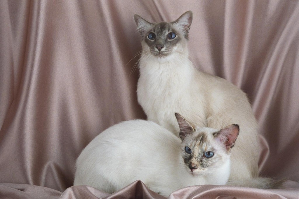 Balinese Cats wallpapers HD