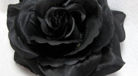 Black Flowers Wallpaper Full HD