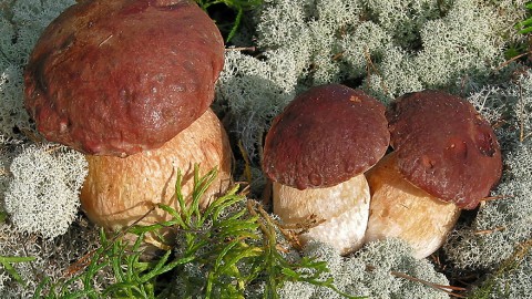 Boletus wallpapers high quality