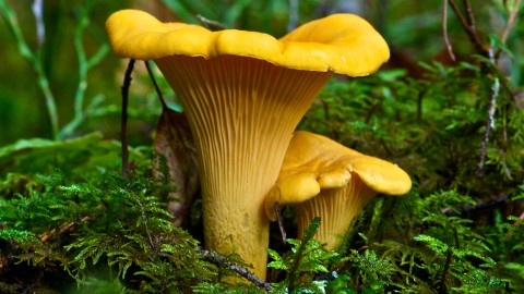 Chanterelles wallpapers high quality