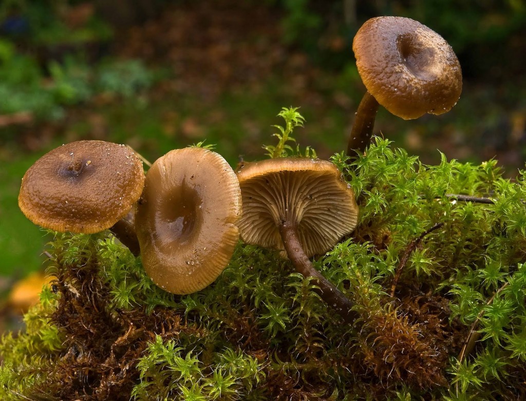 Clitocybe wallpapers HD