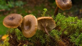 Clitocybe Best Wallpaper