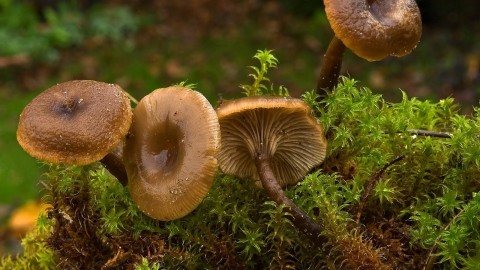 Clitocybe wallpapers high quality