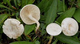 Clitocybe Wallpaper