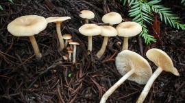 Clitocybe Wallpaper Download