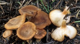 Clitocybe Wallpaper Download Free