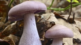 Clitocybe Wallpaper For IPhone