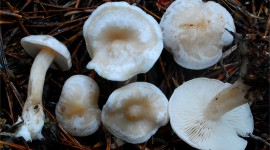 Clitocybe Wallpaper For PC
