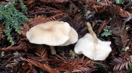 Clitocybe Wallpaper Free