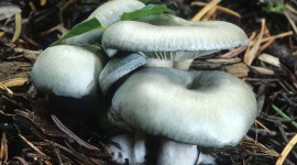 Clitocybe Wallpaper Full HD