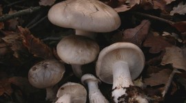 Clitocybe Wallpaper Full HD#2