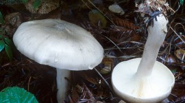 Clitocybe Wallpaper Full HD#3