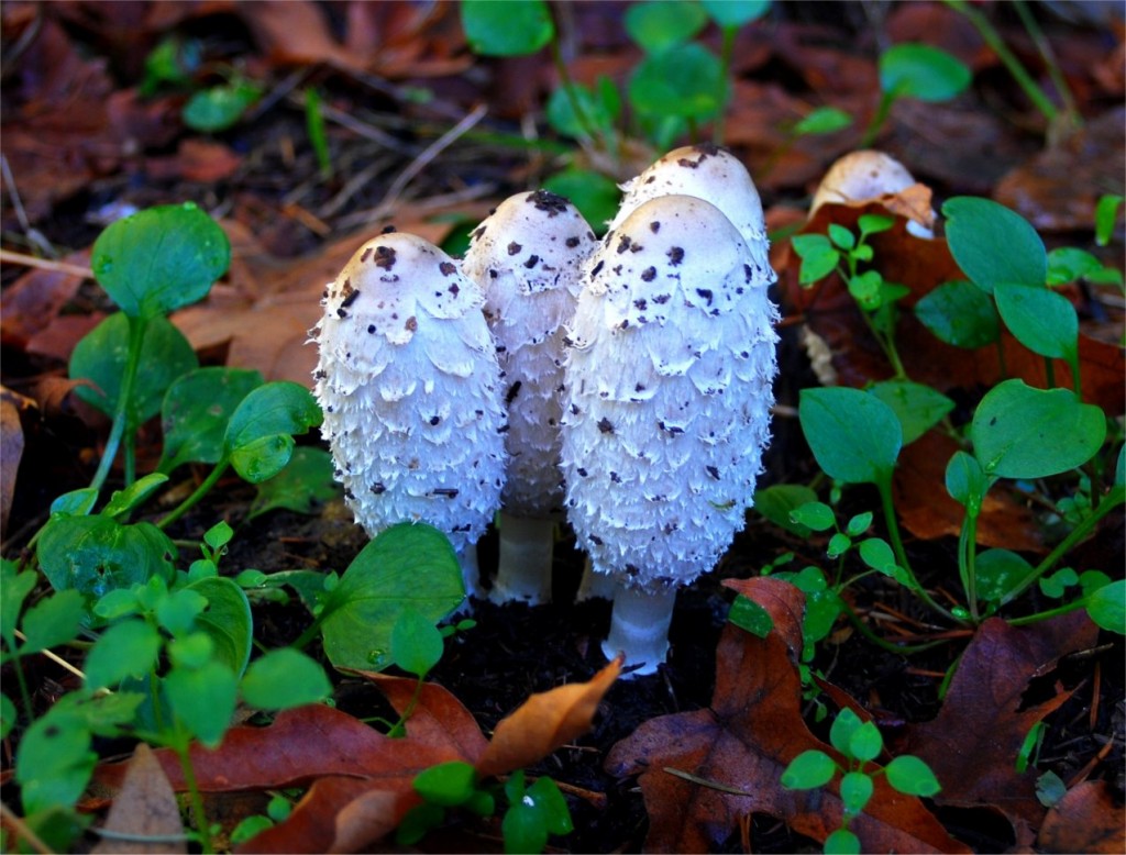 Coprinus wallpapers HD