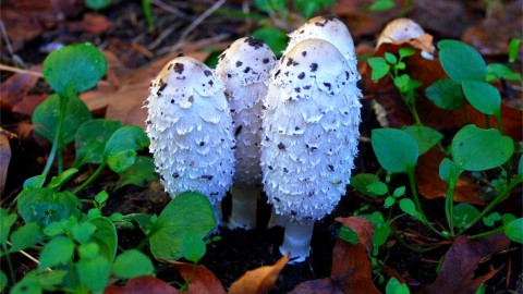 Coprinus wallpapers high quality