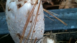 Coprinus Wallpaper For IPhone