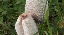 Coprinus Wallpaper For IPhone Download