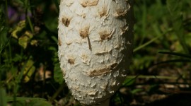 Coprinus Wallpaper For IPhone Free