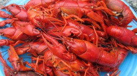 Crayfish Cooking Photo Free#2