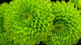 Green Flowers Wallpaper For PC